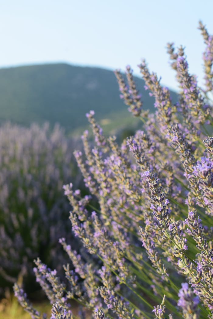 Angebote Vibrant lavender field blooms under the morning sun with mountains in the background.