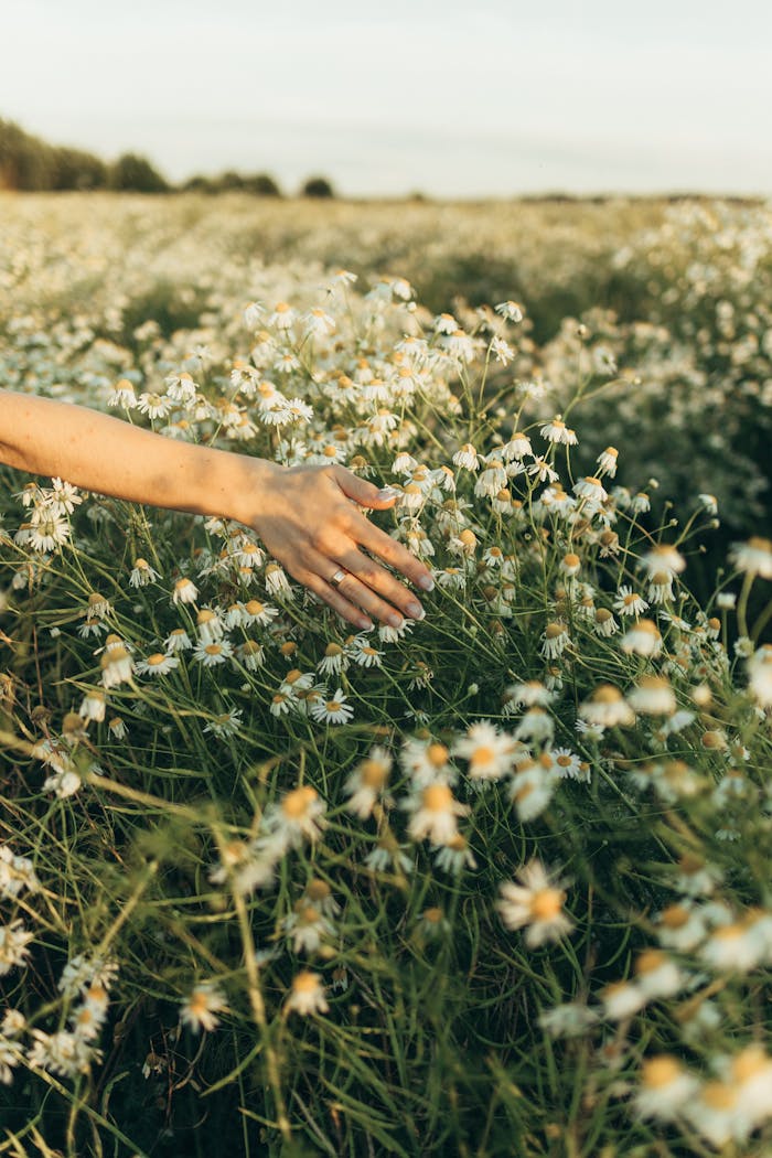 Angebote A hand gently reaching out to touch blooming camomile flowers in an open field.
